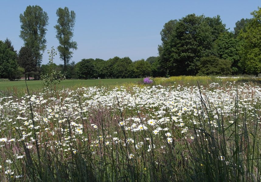 golfen-arrangements-sommergolf