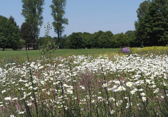 golfplatz-ostfriesland-entspanntes-spiel-2