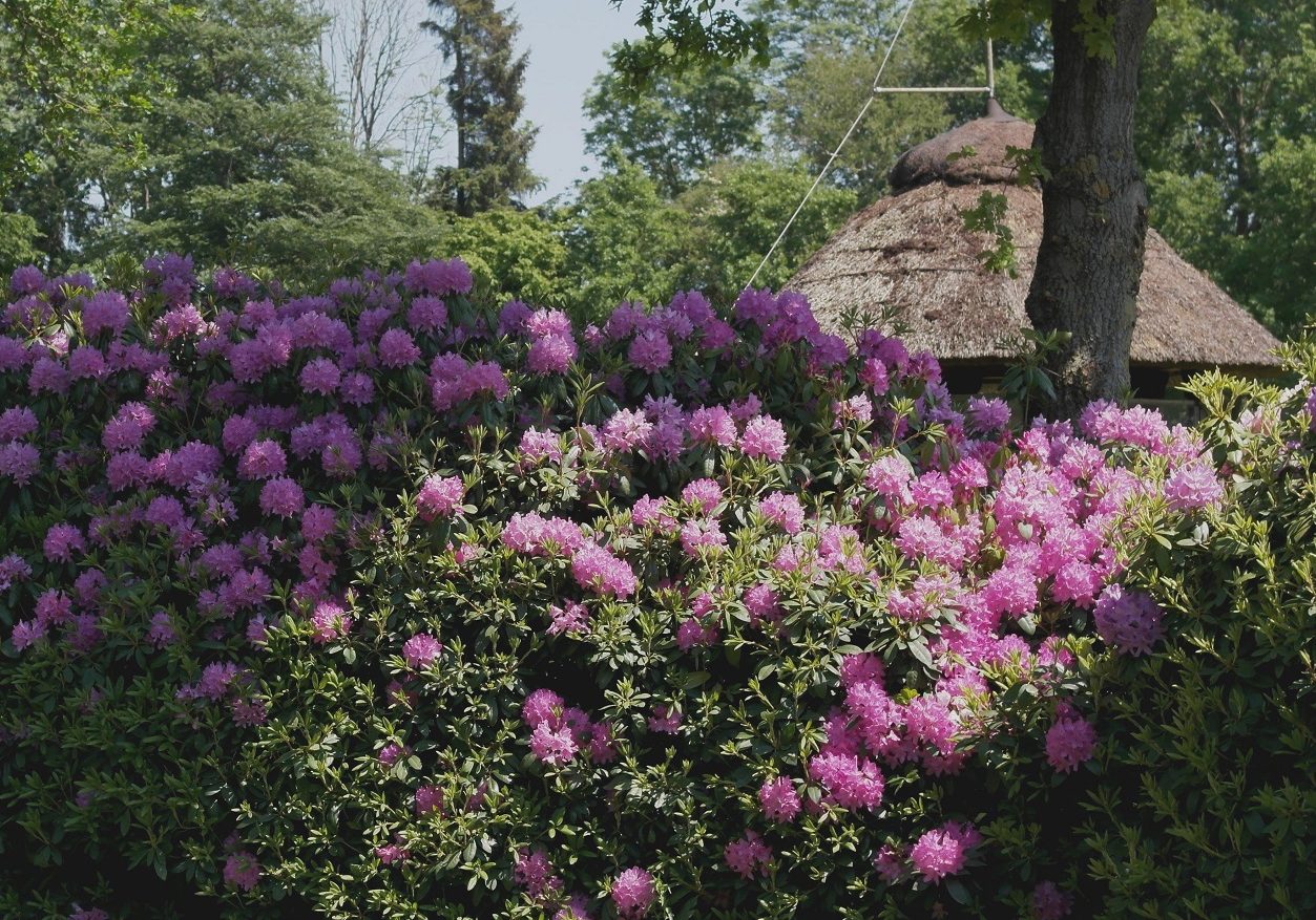 golfplatz-ostfriesland-rhododendronbluete