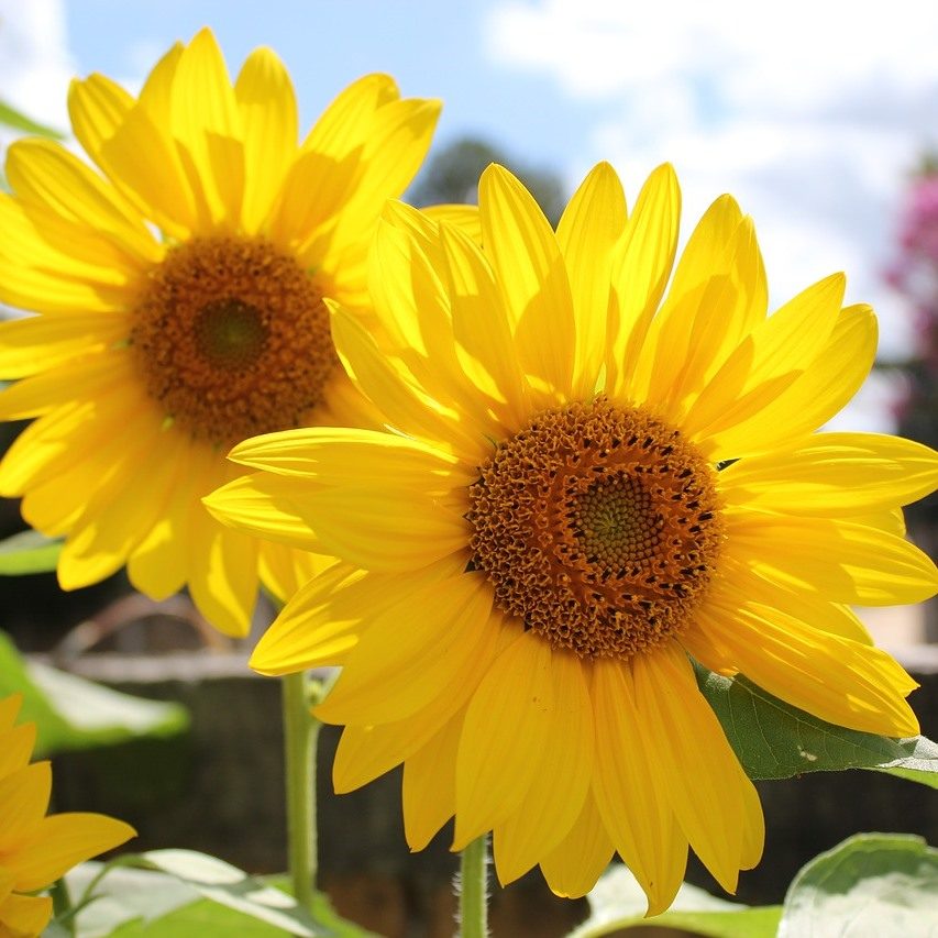 sunflower-2993669_1280